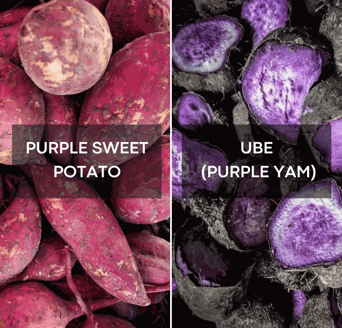 Ube vs. Purppurabataatti