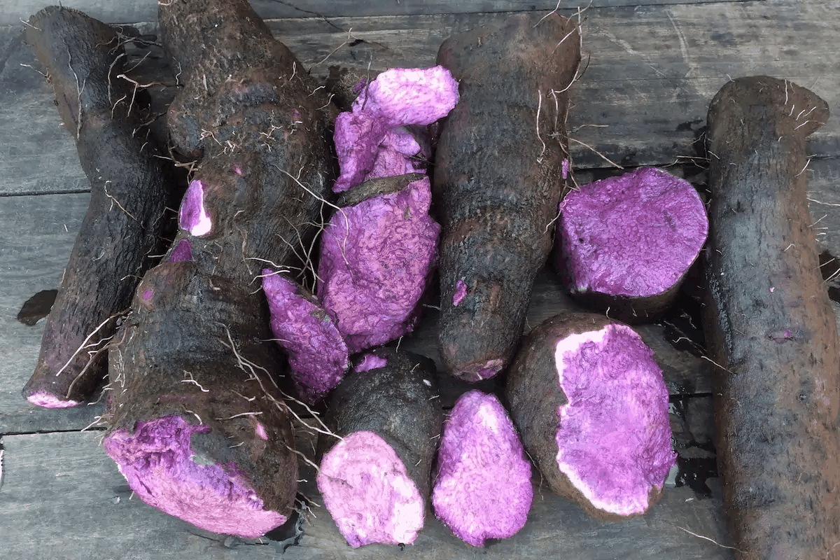 Mikä on Ube? Täydellinen opas purppurajamiin
